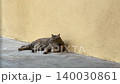 Stray Tabby Cat Lying Motionless On Concrete Looking Left Side Away 140030861