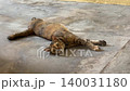 Stray Tabby Cat Hissing At Camera Then Shifting Head On Concrete 140031180