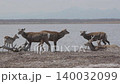 野付半島の野生のエゾシカ 140032099