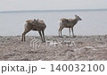 野付半島の野生のエゾシカ 140032100