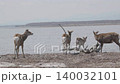 野付半島の野生のエゾシカ 140032101