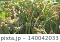 春季野生蔬菜：青森縣新鮮蕨菜的特寫。 140042033