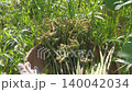 來自森縣山區的鮮嫩蕨菜和竹筍，盛放在竹籃中。 140042034