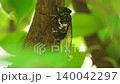 [With audio] Minmin cicada perches on a tree and cries 140042297