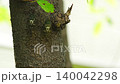 [With audio] Minmin cicada perches on a tree and cries 140042298