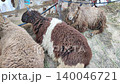 sheep resting near container eating grass in lyari karachi pakistan 140046721