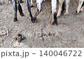 cattle herd gathered together in farmyard with dung on ground highlighting rural livestock conditions 140046722