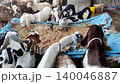 Pakistani goats feeding on dry fodder at lyari livestock market karachi reflecting eidul adha tradition and economy 140046887