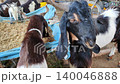Pakistani domestic goat shaking its head to brush away flies at Karachi cattle market 140046888
