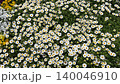 A beautiful flower field where marguerites sway in the breeze. 140046910
