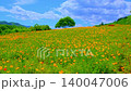 4K video: A field of California poppies in full bloom, an orange hill swaying in the wind, a single tree, and three-colored benches. Slow panning to the left, no people. 4K video: A field of California poppies in full bloom, an orange hill swaying in the wind, a single tree, and three-colored benches. Slow panning to the left, no people. 140047006