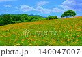 4K video: A field of California poppies in full bloom with a single tree, a hill swaying in the wind in early summer, fixed shot, no people. 4K video: A field of California poppies in full bloom with a single tree, a hill swaying in the wind in early summer, fixed shot, no people. 140047007