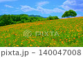 4K video: A field of California poppies in full bloom and a single tree [Seamless loop compatible] A hill in early summer swaying in the wind 140047008