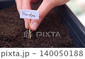 Hand places handmade parsley label into soil in planter. Concept of herb planting and container gardening 140050188