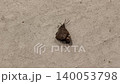 絶命したテングチョウ 140053798