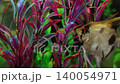 Ornamental fish swim peacefully in a home aquarium. 140054971