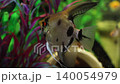 Ornamental fish swim peacefully in a home aquarium. 140054979