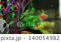 Ornamental fish swim peacefully in a home aquarium. 140054982