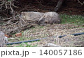 Moments of mating and courtship behavior of wild wombats in Tasmania 140057186