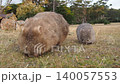 A wild wombat family eats grass side by side on Maria Island in Tasmania. 140057553