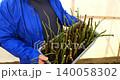 Nursery worker carrying a plastic planter box filled with soil and freshly prepared rose cuttings, getting ready for planting and propagation inside a bright greenhouse environment. 140058302