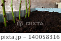 Close up view of rose cuttings being planted in a row inside a container with potting soil for propagation, showcasing a method of asexual reproduction for growing new plants in a garden. 140058316