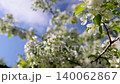 Apple tree with white flowers blooming under blue sky. Beautiful nature scene in spring season. Dynamic movement of branches in wind representing ecosystem renewal and environment growth in sunny day. 140062867