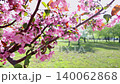 Pink flower blooming on tree branch during spring time. Nature ecosystem concept with flora awakening in sunny park 140062868