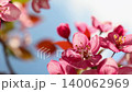 Pink apple blossoms blooming on branches against clear blue sky. Spring nature scenery with floral botanical detail. Close up of flower petals for romantic wedding background or seasonal celebration. 140062969