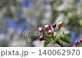 Apple tree buds blooming during spring. Close-up of white blossoms opening on branch against blue sky. Seasonal nature transition, floral awakening, botany growth, garden environment, bright light. 140062970