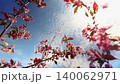 Pink cherry blossoms blooming against blue sky. Low angle view of bright spring flowers on tree branches with white clouds. Seasonal nature concept for environmental background and outdoor travel. 140062971