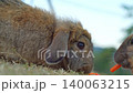 fluffy brown lop-eared rabbit sitting on dry grass outdoors. Another bunny is partially visible on the right side eating a fresh orange carrot in a natural farm setting. 140063215