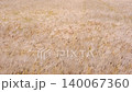 麥田大麥大麥 140067360
