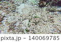Underwater photography: Macro footage of an ecosystem moving around near coral (sponge) on the seabed. 140069785