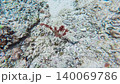 Underwater photography: Macro footage of an ecosystem moving around near coral (sponge) on the seabed. 140069786