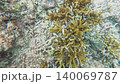 Underwater photography: Macro footage of an ecosystem moving around near coral (sponge) on the seabed. 140069787