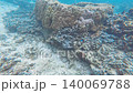 Underwater photography: Macro footage of an ecosystem moving around near coral (sponge) on the seabed. 140069788