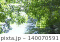 新緑の森に差し込む朝の光　光芒 140070591