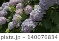 雨季間歇期的繡球花（慢動作） 140076834