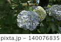 雨季間歇期的繡球花（慢動作） 140076835