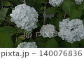 雨季間歇期的繡球花（慢動作） 140076836