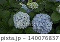 雨季間歇期的繡球花（慢動作） 140076837