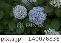雨季間歇期的繡球花（慢動作） 140076838