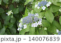 雨季間歇期的繡球花（慢動作） 140076839