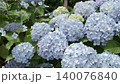雨季間歇期的繡球花（慢動作） 140076840