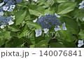 雨季間歇期的繡球花（慢動作） 140076841