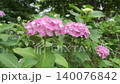 雨季間歇期的繡球花（慢動作） 140076842