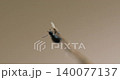 Insect Fly in the water 140077137