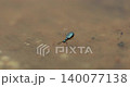 Insect Fly in the water 140077138