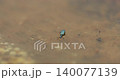 Insect Fly in the water 140077139